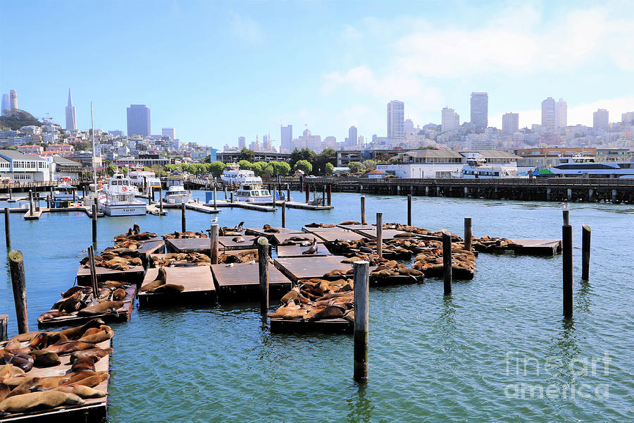 Pier 39 Sea Lions Of San Francisco Photograph