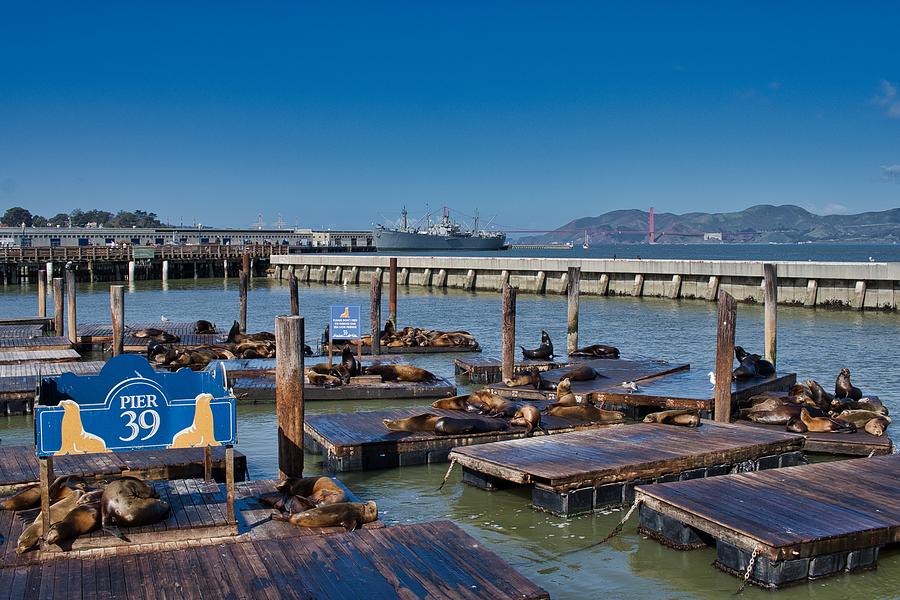 Pier 39 Photograph by Shawn Wellington-Norton - Fine Art America