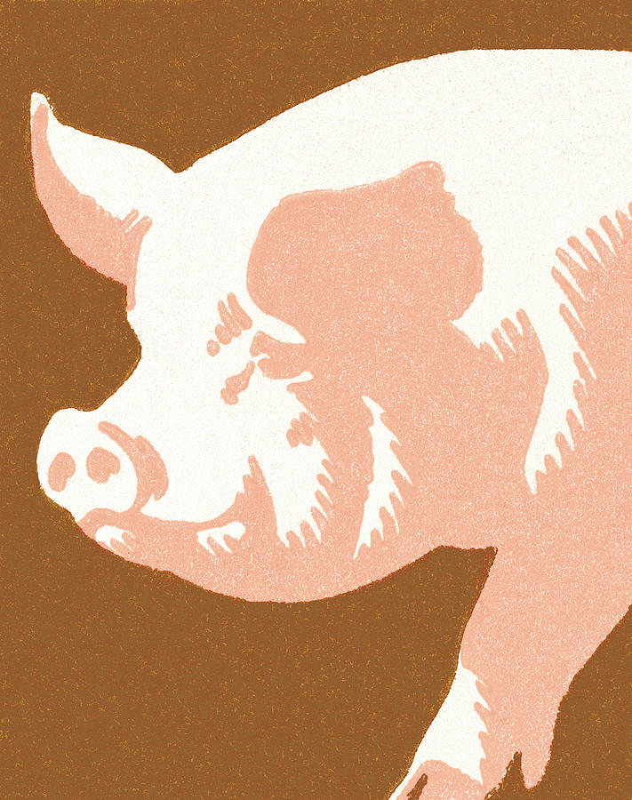 Vintage Drawing - Pig by CSA Images