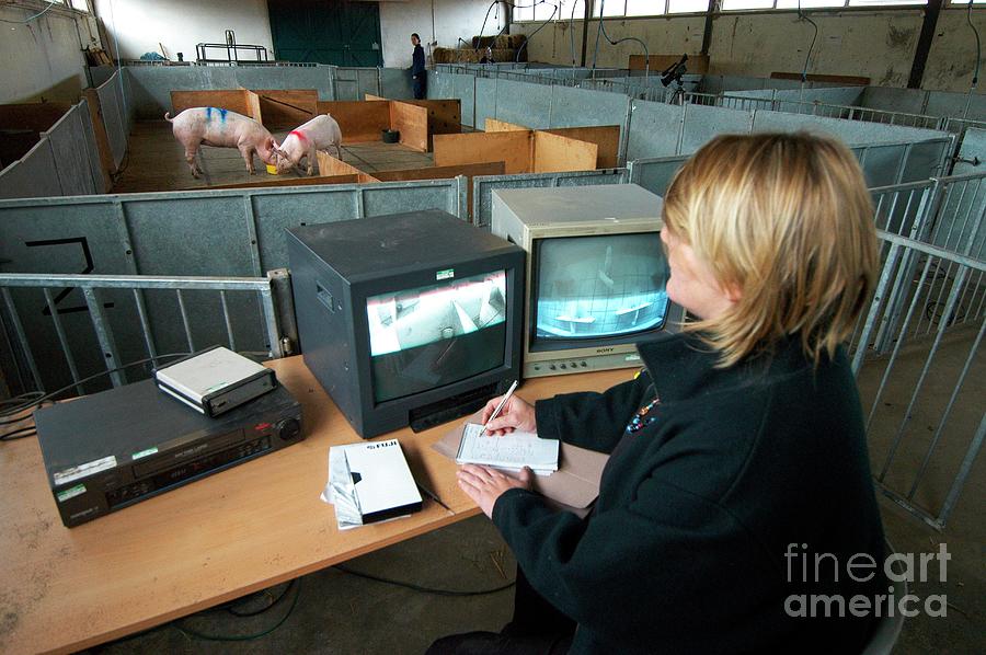 Pig Intelligence Research Photograph by Thierry Berrod, Mona Lisa ...