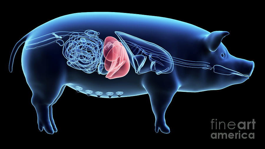 Pig Liver Photograph by Sebastian Kaulitzki/science Photo Library