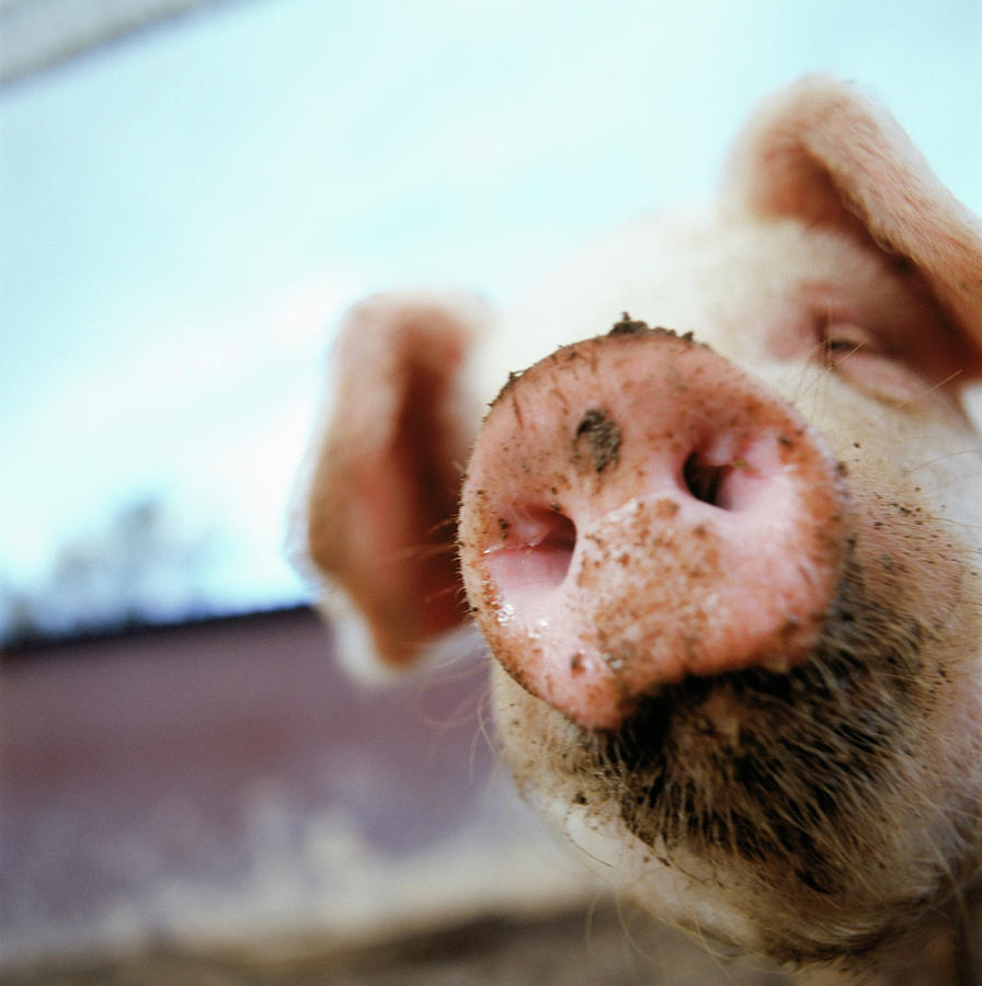Pig Photograph by Matt Carr