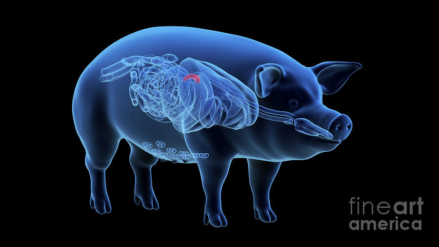 Pig Pancreas Photograph by Sebastian Kaulitzki/science Photo Library ...