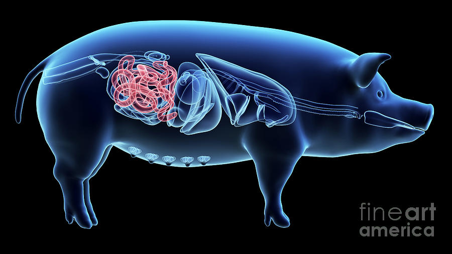 Pig Small Intestine Photograph by Sebastian Kaulitzki/science Photo