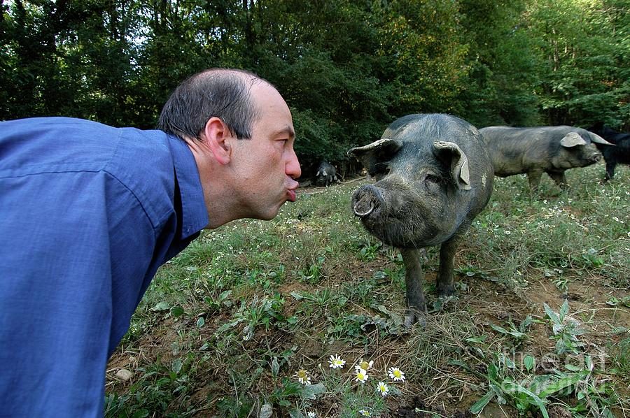 Pig Squealing Contest Photograph by Thierry Berrod, Mona Lisa Production/science Photo Library