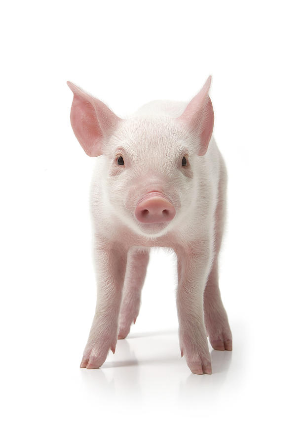 Pig Standing, Front View, White Photograph by Digital Zoo