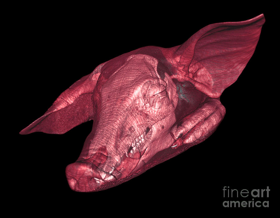 Pig Photograph by Thierry Berrod, Mona Lisa Production/science Photo Library