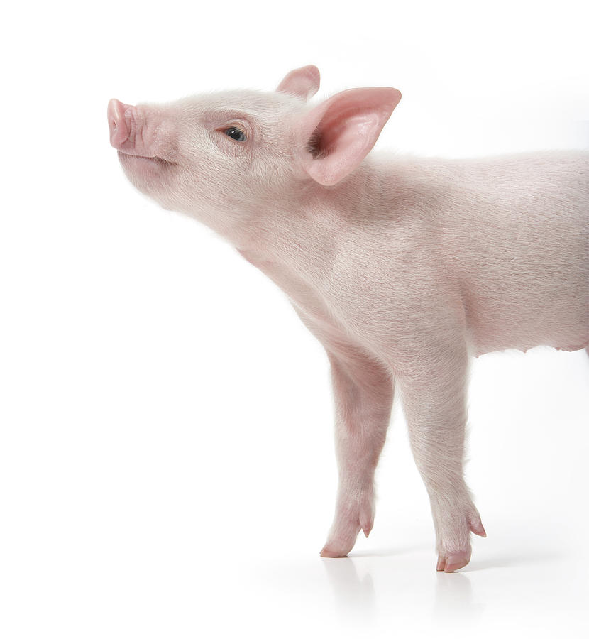Pig With Nose In Air, Side View, White Photograph by Digital Zoo