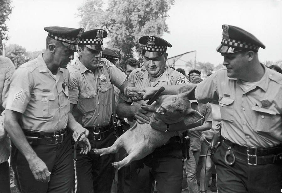 Pigasus Arrested Photograph by Fred W. McDarrah Pigasus Arrested Photograph by Fred W. McDarrah