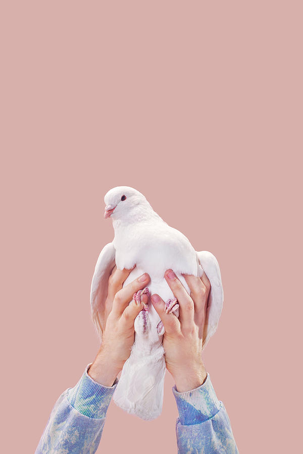 Pigeon Photograph by Andriy Onufriyenko