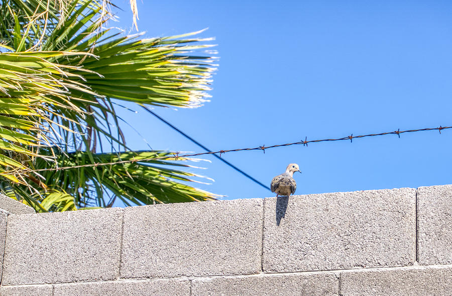 Pigeon  Photograph by Anthony Giammarino