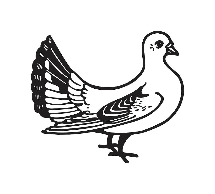 Contour Of Pigeon In Profile. Vector Illustration, Sketch, Coloring Page.  Royalty Free SVG, Cliparts, Vectors, and Stock Illustration. Image  120462075.