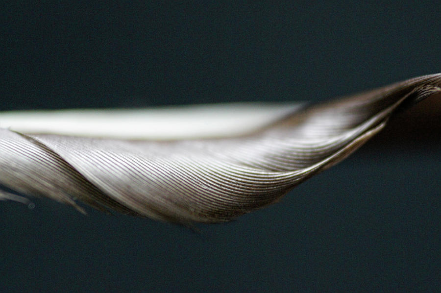 Pigeon Feather Photograph by DonaRose