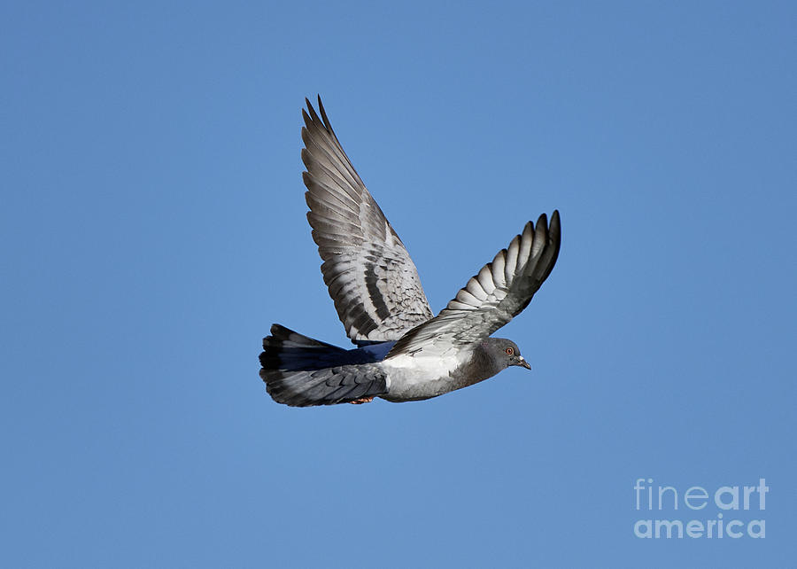 Pigeon Flying Photograph by Robert WK Clark