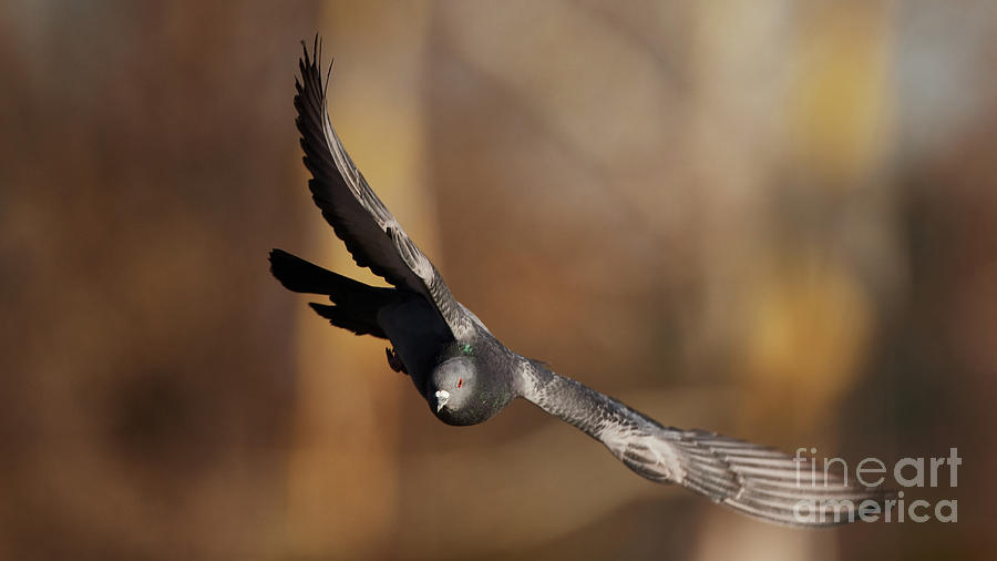 Pigeon In-Flight Photograph by Robert WK Clark