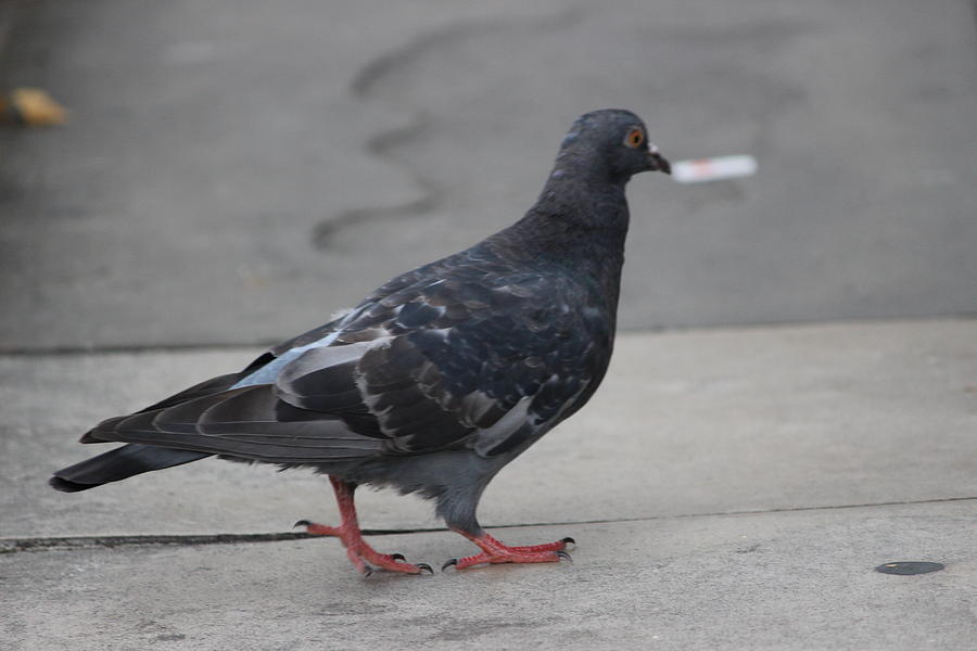 Pigeon in London Photograph by Laura Smith