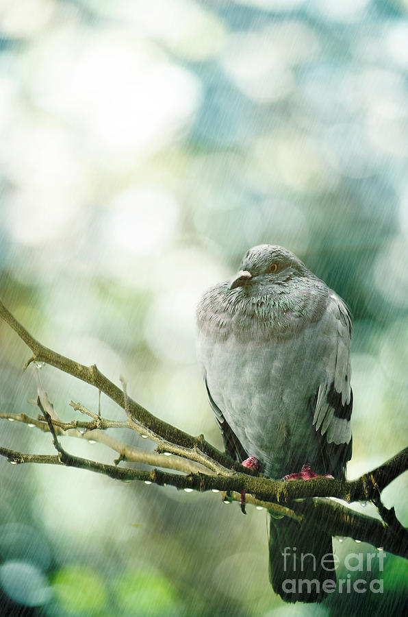 Pigeon Photograph by Jelena Jovanovic