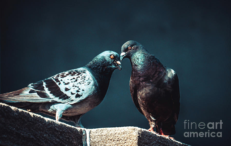 Pigeon Kiss Just A Peck Photograph By Stephen Geisel Fine Art America