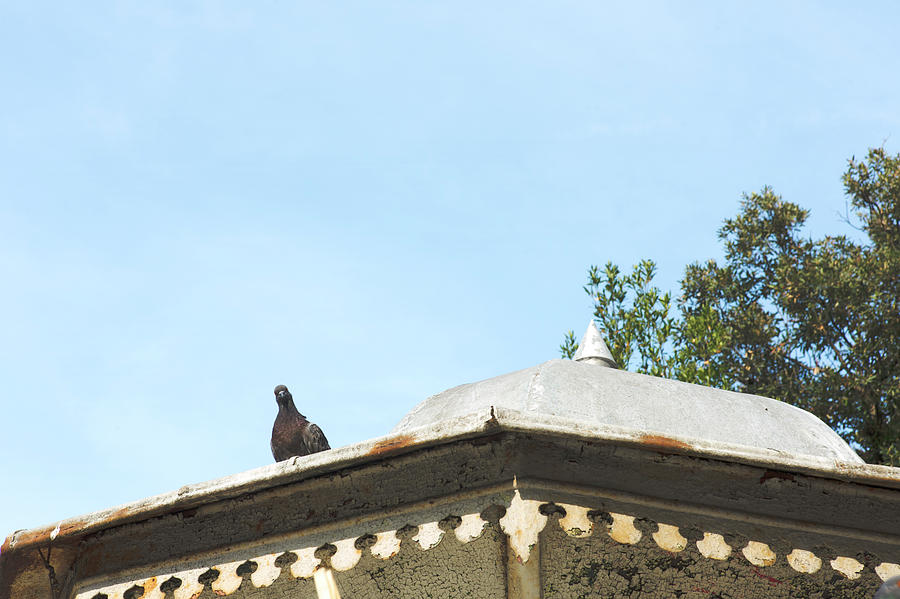 Pigeon On Newsstand Photograph