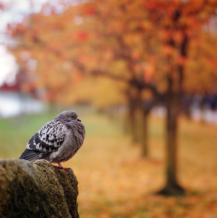 Pigeon On Rock Near Row Of Fall Trees Photograph by Danielle D. Hughson