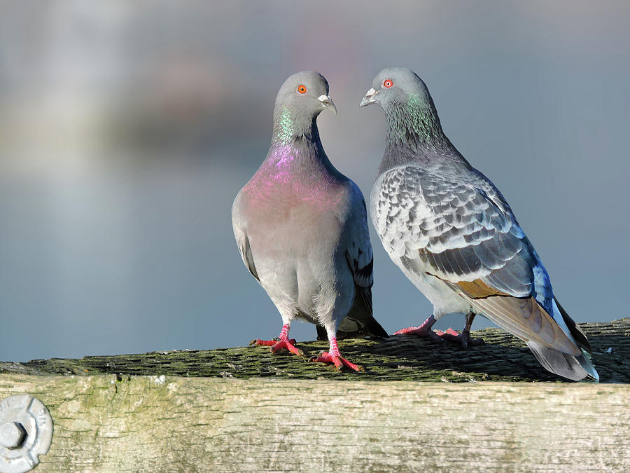 Pigeon Pair Photograph By Sandie Banni Fine Art America