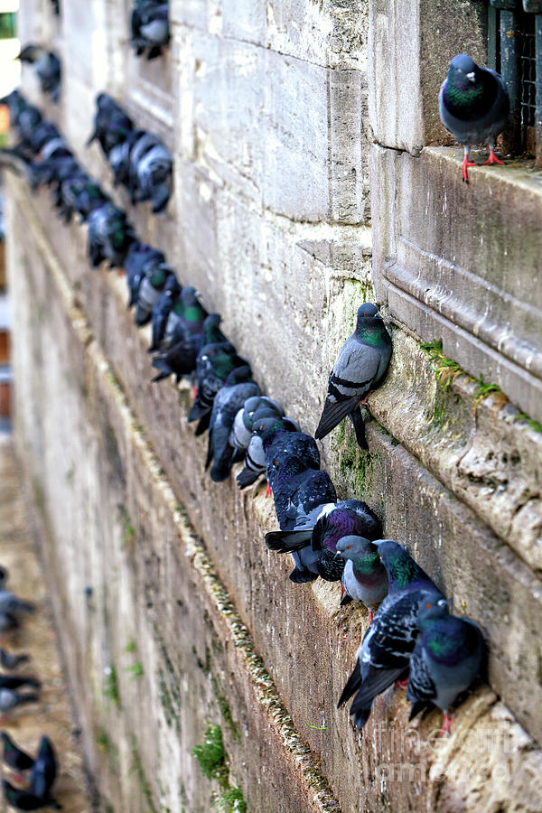 Pigeon Party Istanbul Photograph by John Rizzuto