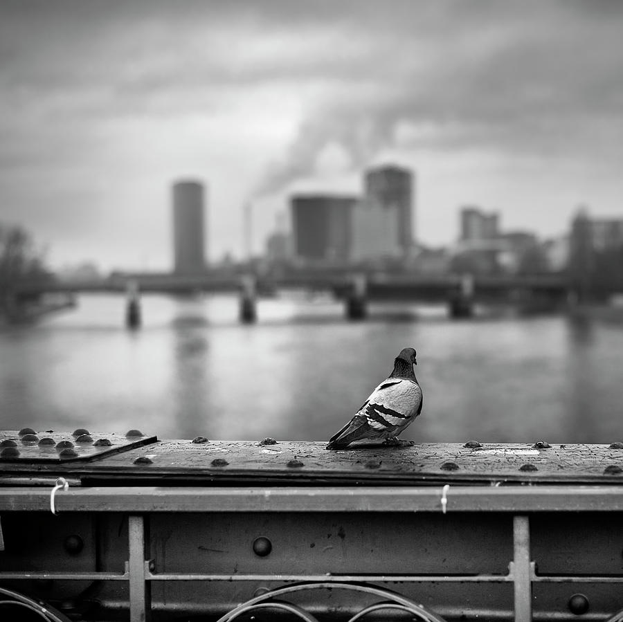 Pigeon Sitting Overlooking Frankfurt Photograph by Elisabeth Schmitt