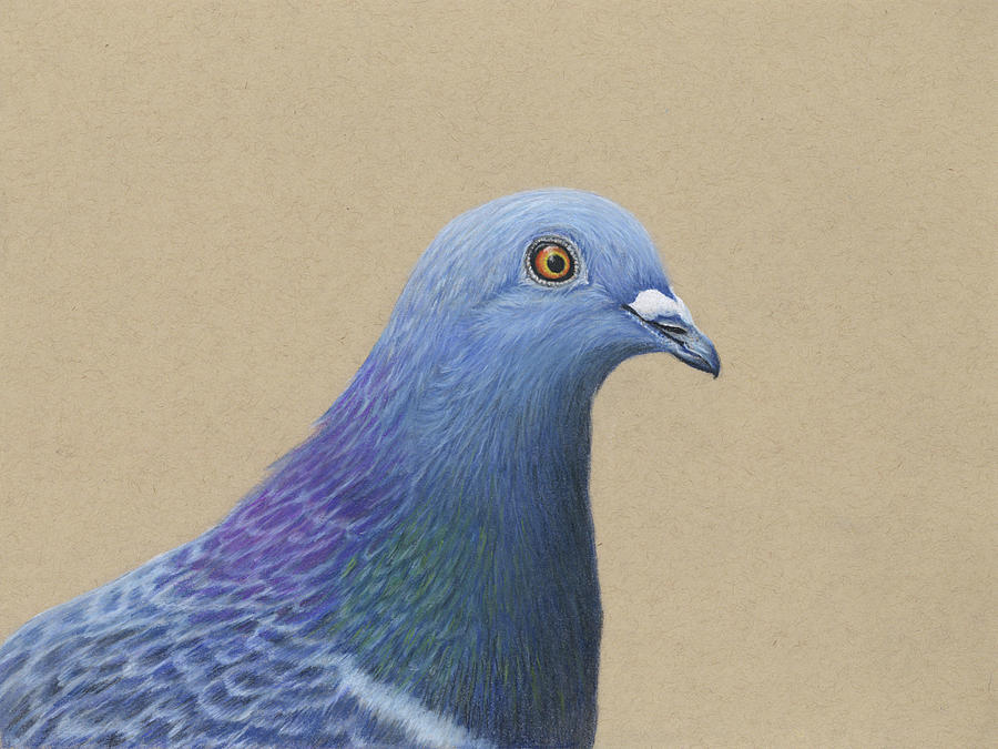 Pigeon Pastel by Twyla Francois