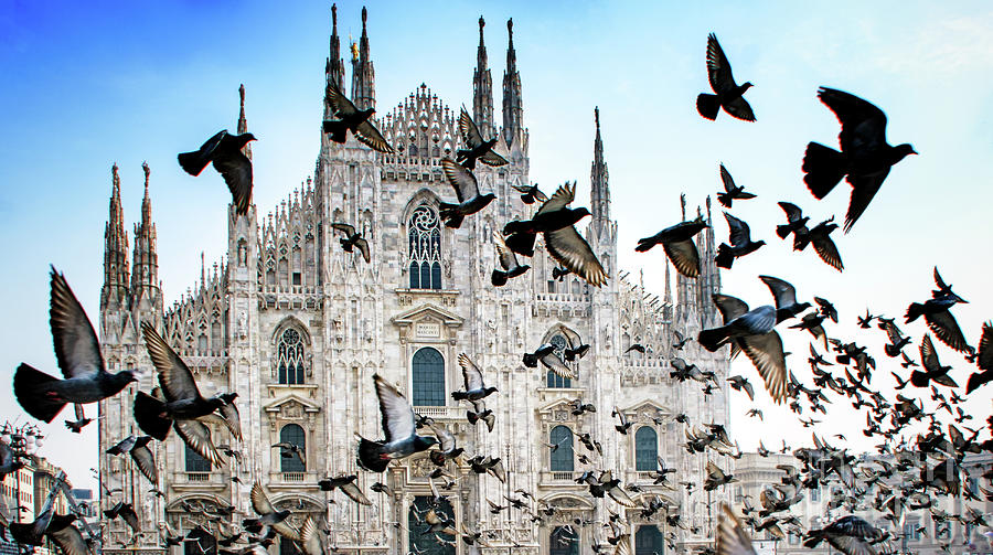 Pigeons In Flight Against Duomo Photograph by Vicki Jauron, Babylon And Beyond Photography