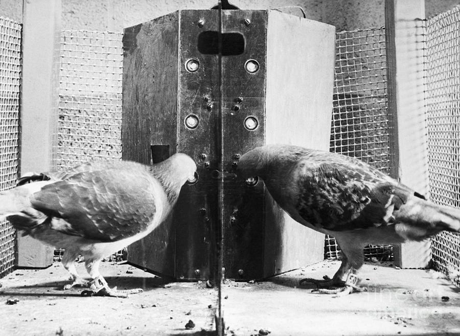 Pigeons In Operant Conditioning Test Photograph by Bettmann