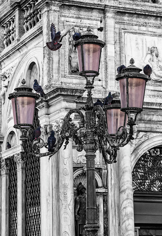 Piccioni Piazza San Marco Photograph by Terri Schaffer - Lifes Color