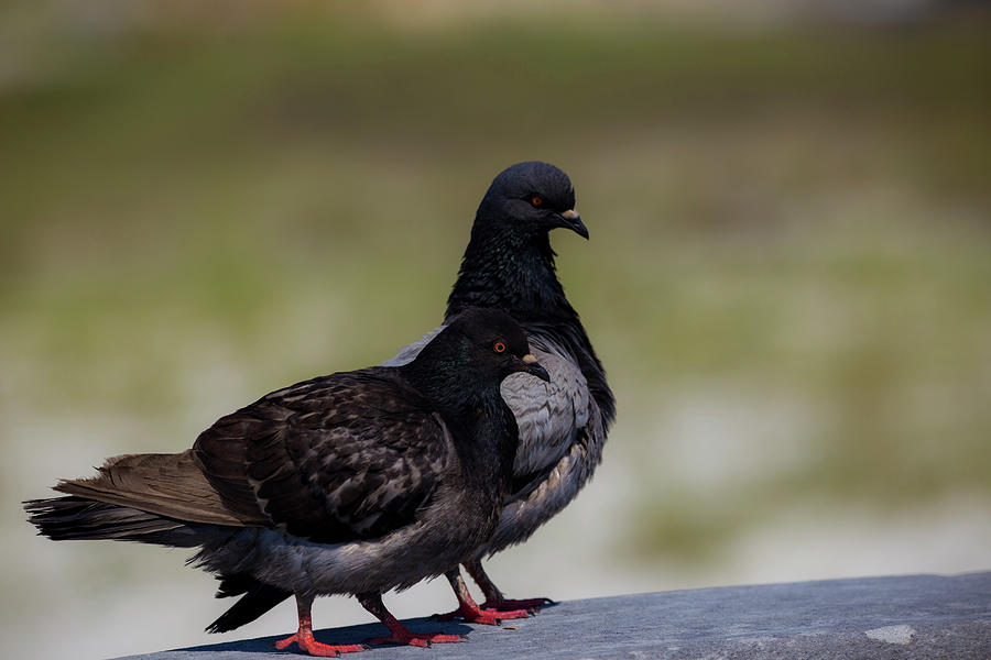 Pigeons by Kevin Banker Pigeons by Kevin Banker