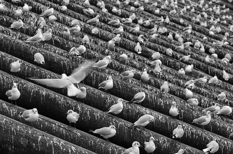 Seagulls Photograph by Martin Vorel Minimalist Photography
