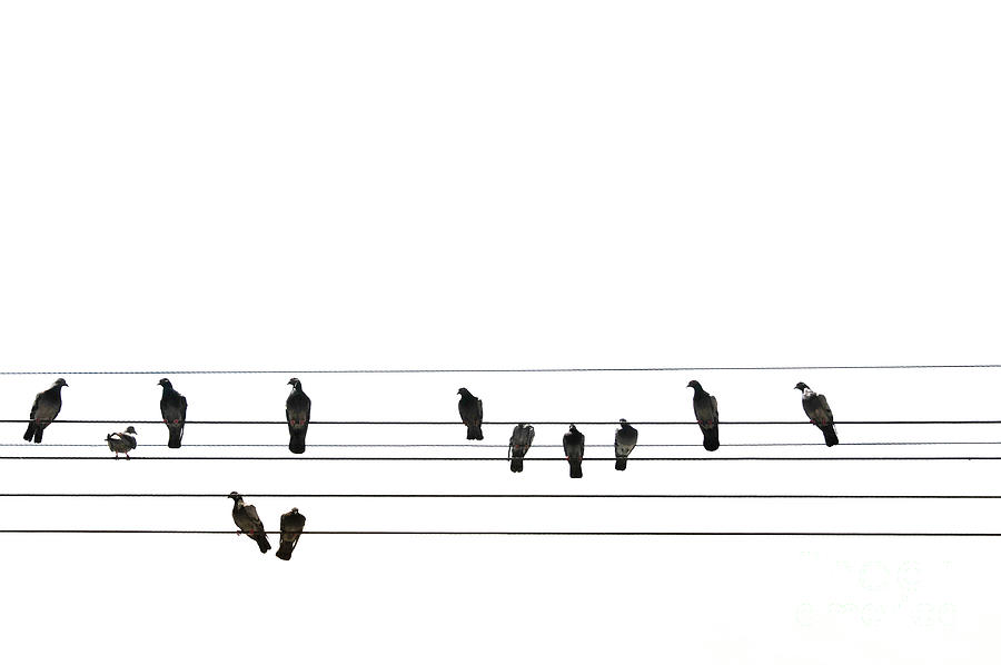 Pigeons Perched On Power Lines Photograph by Sergio Amiti