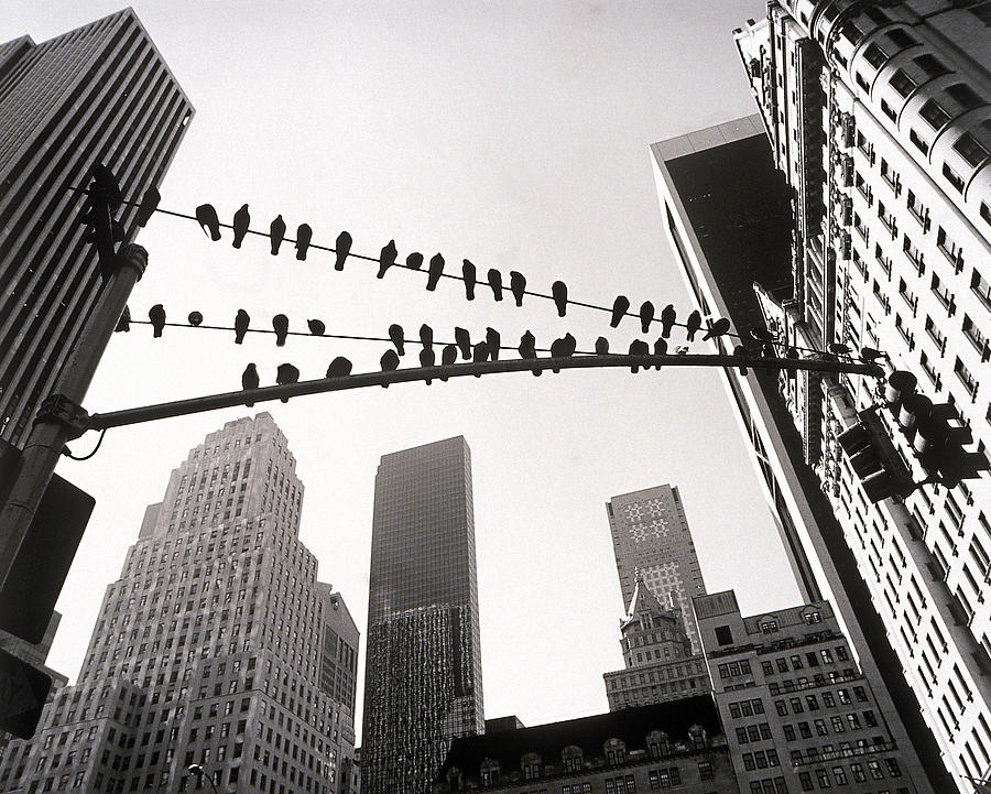 Pigeons Sitting On Wires Photograph by Henri Silberman