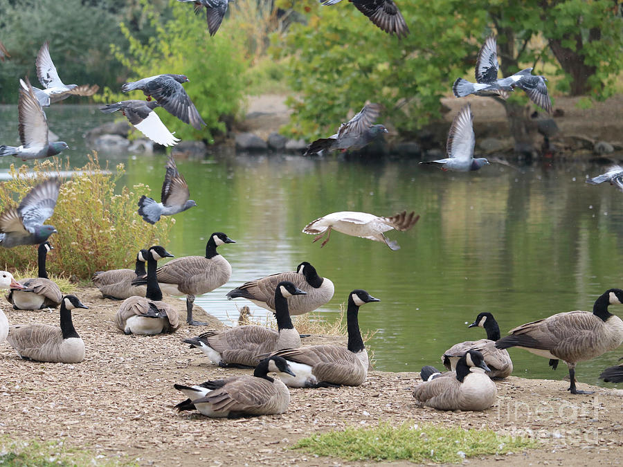 Pigeons Take Flight, Geese Stand Still Photograph by Carol Groenen