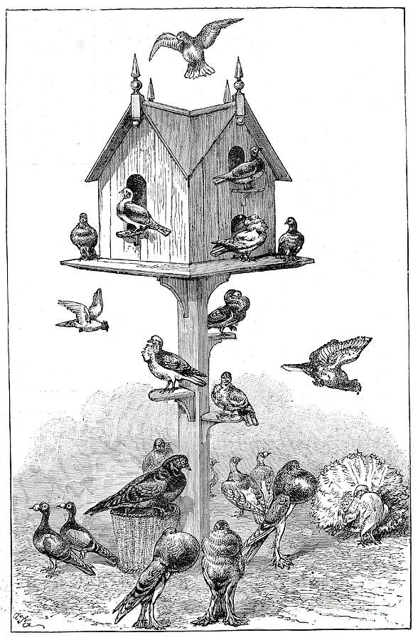 Pigeons Used By Charles Darwin by Print Collector