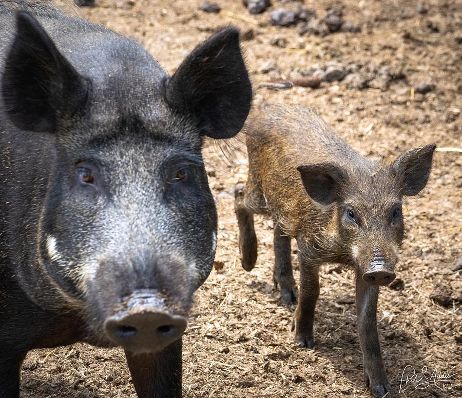 Piggies  Photograph by Phil S Addis