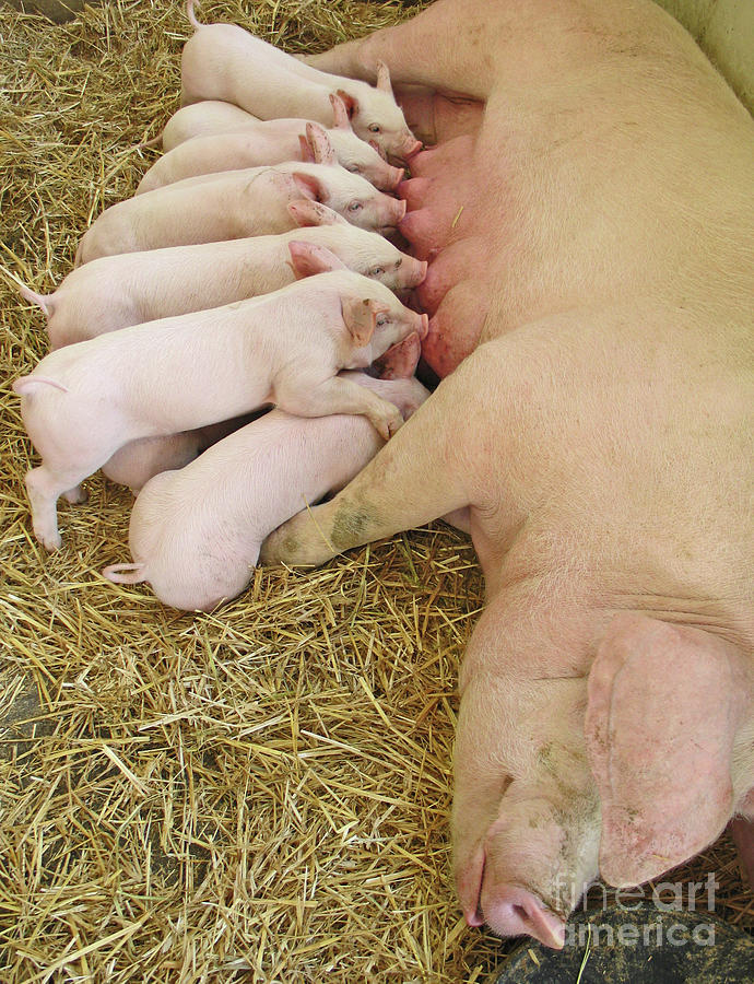 Piggy Lunchtime Photograph by Ann Horn