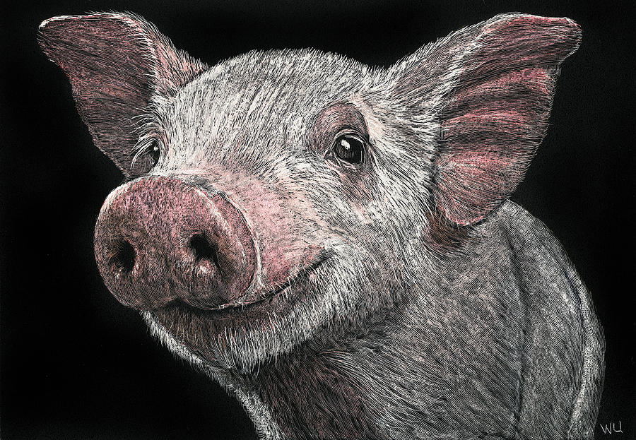 Piglet Drawing by William Underwood