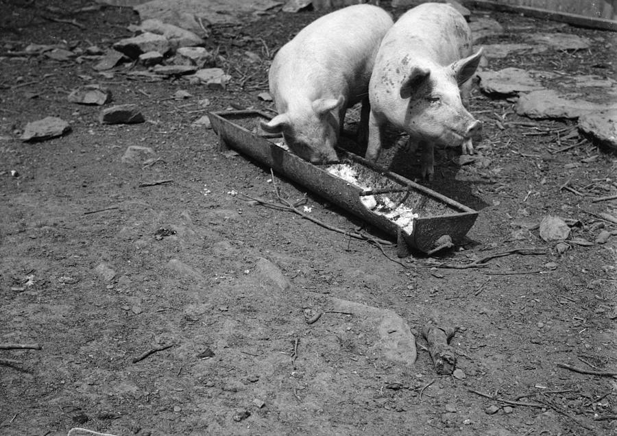 Pigs Dinner Photograph by Chaloner Woods