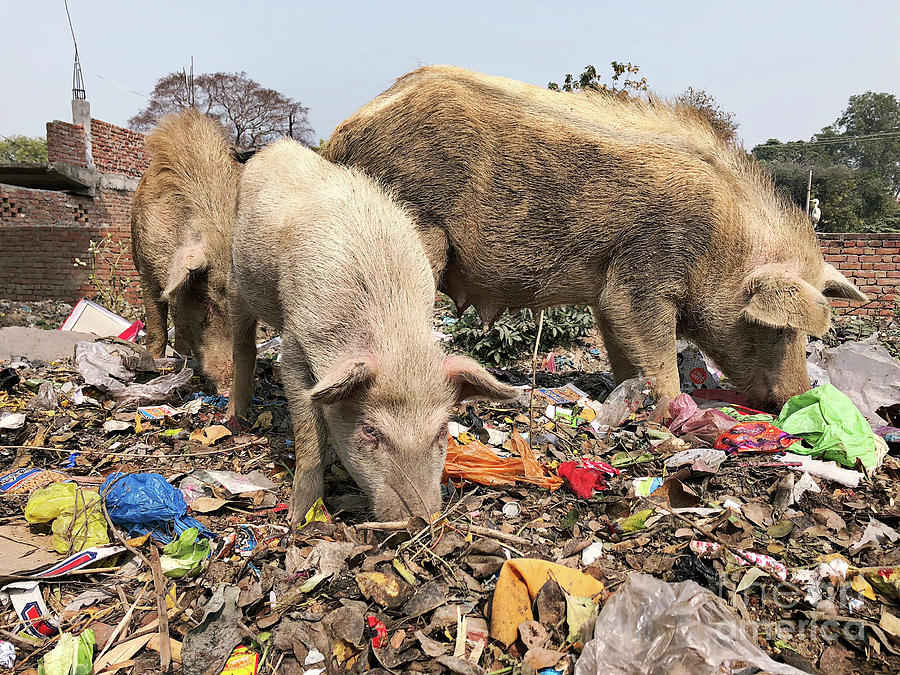 Pigs Foraging On A Rubbish Heap Photograph by Dr P. Marazzi/science Photo Library