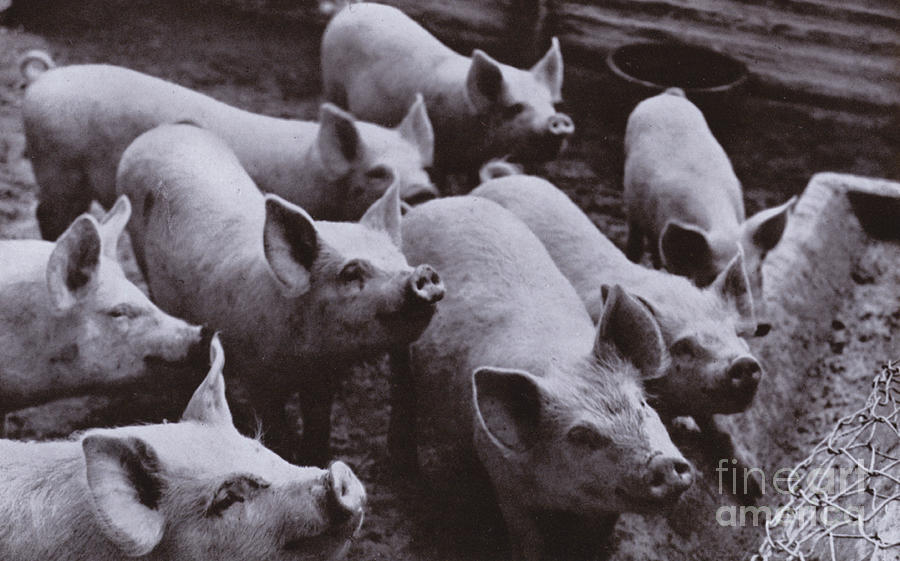 Pigs Photograph by Harold Burdekin