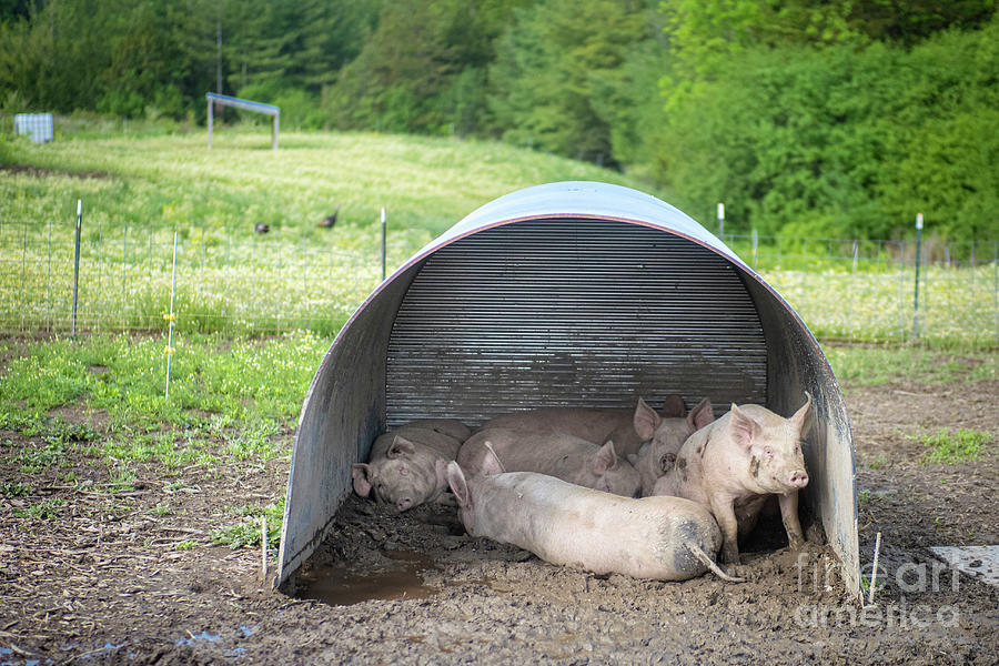 Pigs Resting Under A Shelter Photograph by Preston Keres/fpac/us Department Of Agriculture/science Photo  Library