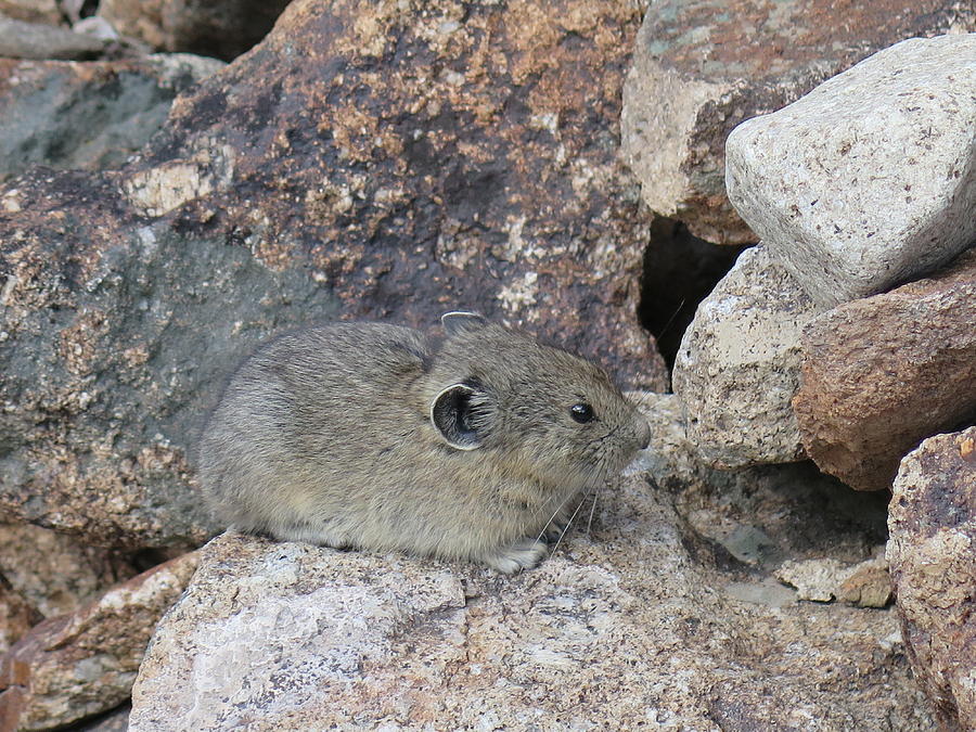 What Does a Pika Chew?