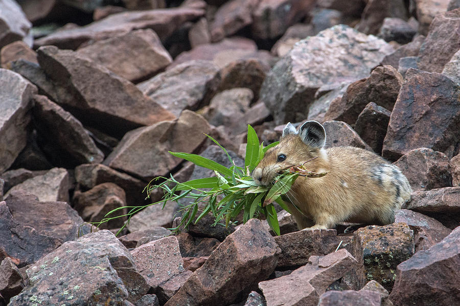 Pika Gathering For Hay Pile Photograph by Jeff Foott