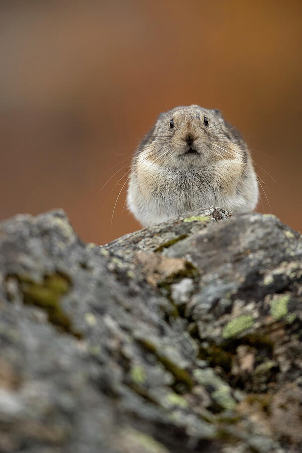 Pika Resting, Denali National Park, Alaska, Usa Photograph by Danny Green / Naturepl.com Pika Resting, Denali National Park, Alaska, Usa Photograph by Danny Green / Naturepl.com
