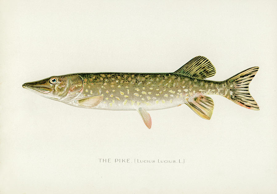 Pike Drawing by David Letts