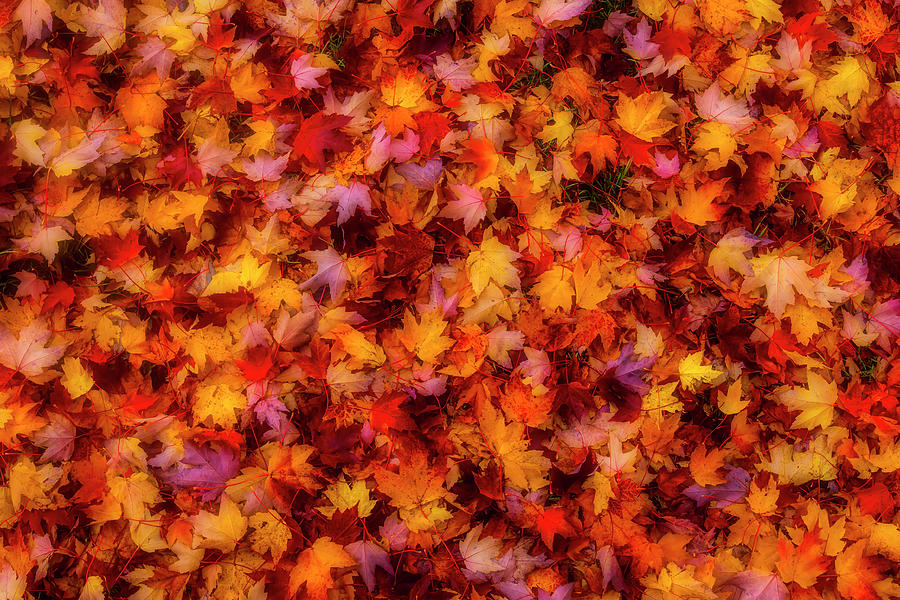 Pile Of Colorful Autumn Leaves Photograph by Garry Gay