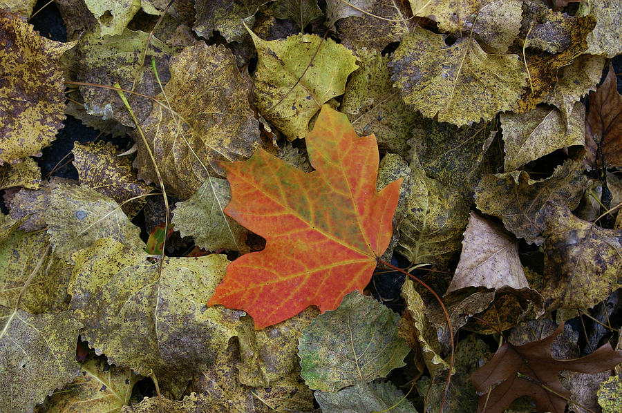 Pile of Leaves Photograph by Tom Reynen